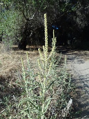 ambrosia psilostachya